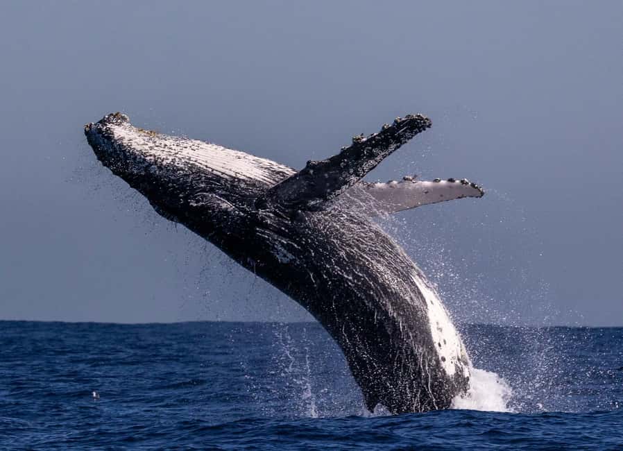 Sydney: Whale Watching Adventure Cruise - Whales Guaranteed! - A catamaran built for open-water viewing