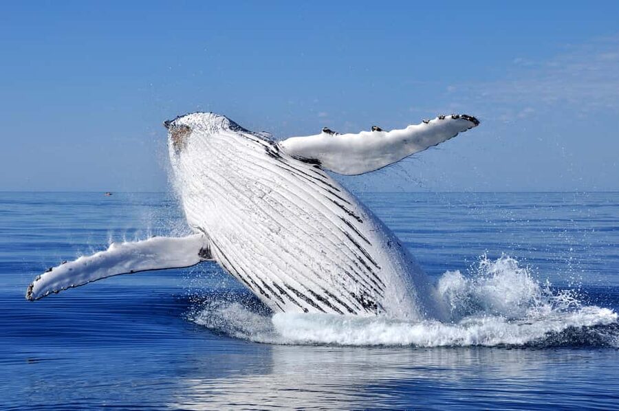 Sydney: Whale Watching Adventure Cruise - Whales Guaranteed! - Sunset light and Sydney’s changing views