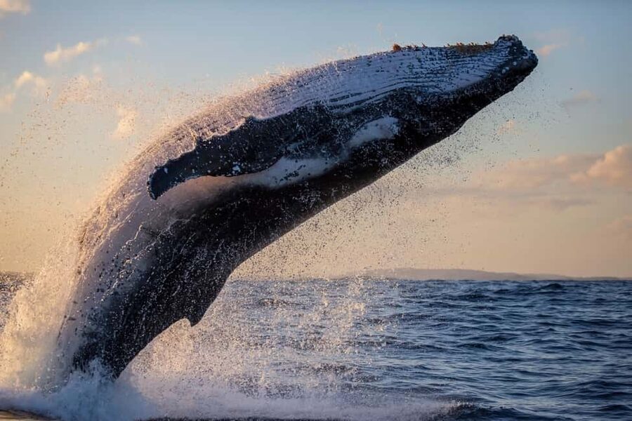 Sydney: Whale Watching Adventure Cruise - Whales Guaranteed! - Who will enjoy Barefoot Blue most?