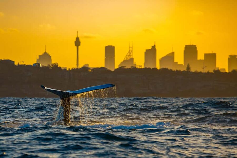 Sydney: Whale Watching Adventure Cruise - Whales Guaranteed! - Practical details that make the day easier
