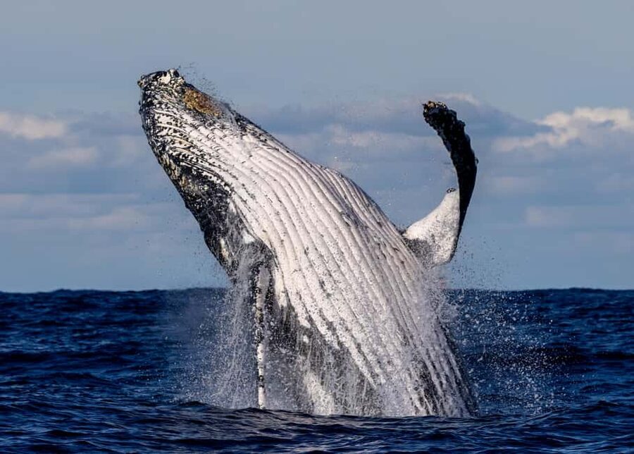 Sydney: Whale Watching Adventure Cruise - Whales Guaranteed! - My verdict: book it if you want wildlife with a harbour view