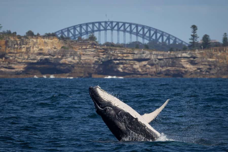 Sydney: Whale Watching Cruise and Taronga Zoo Package - Key points to know before booking