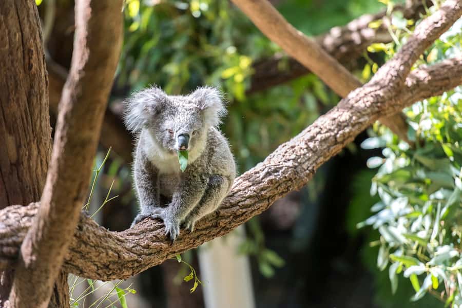 Sydney: Whale Watching Cruise and Taronga Zoo Package - From Circular Quay to open Pacific water