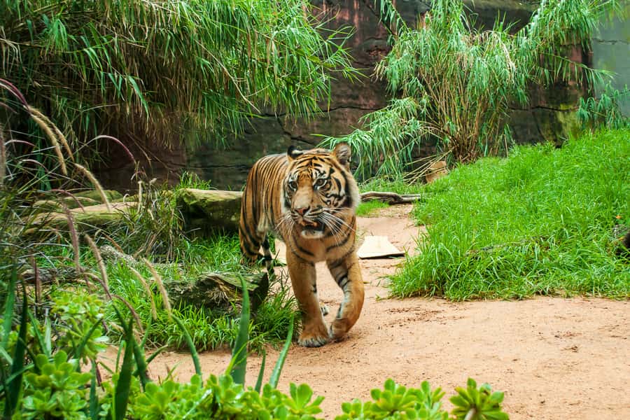 Sydney: Whale Watching Cruise and Taronga Zoo Package - Taronga Zoo turns the day into a full outing