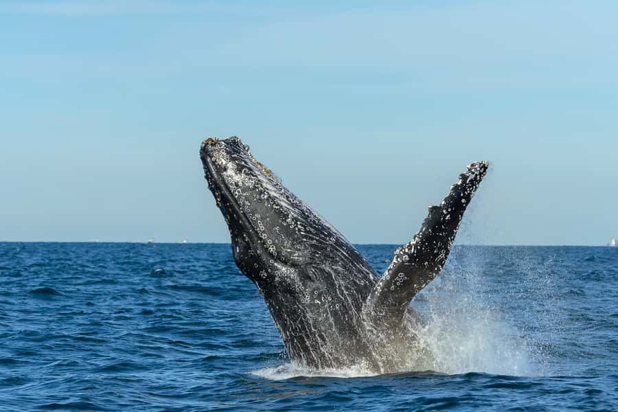 Sydney: Whale Watching Cruise and Taronga Zoo Package - Who will enjoy this Sydney combination?