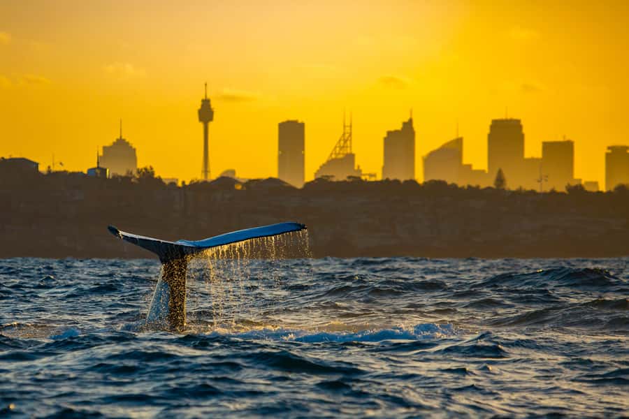 Sydney: Whale Watching Cruise and Taronga Zoo Package - Booking advice and final verdict