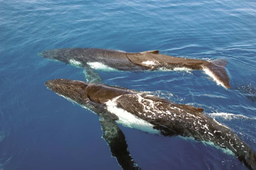 Sydney Whale Watching Cruise with Breakfast or Lunch - Practical ways to improve your day