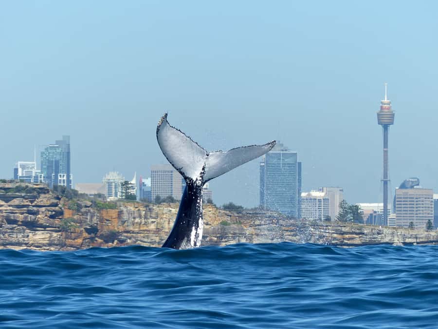 Sydney Whale Watching Cruise with Breakfast or Lunch - From Circular Quay to open water
