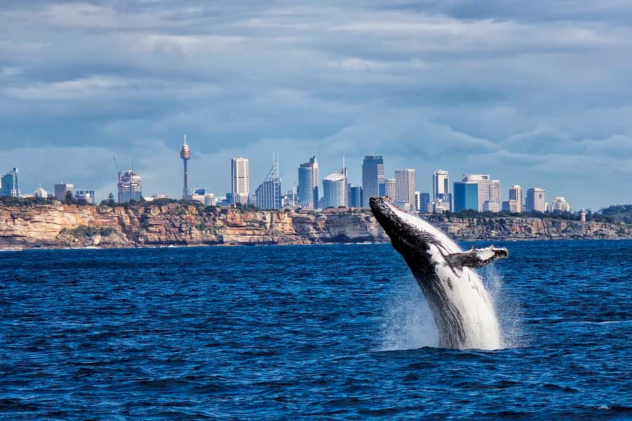 Sydney Whale Watching Cruise with Breakfast or Lunch - Finding humpbacks along the migration route