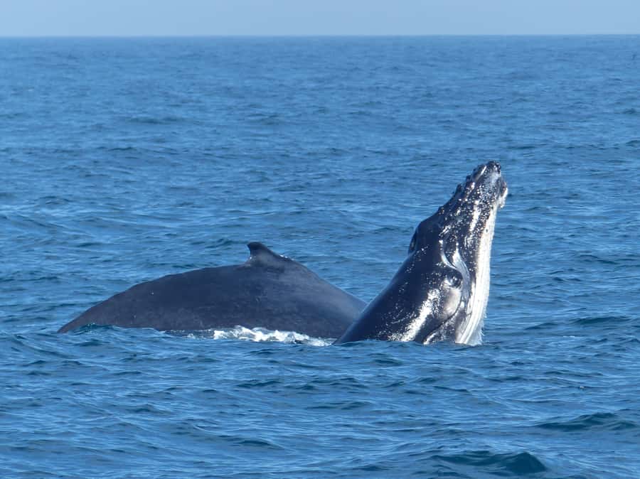 Sydney Whale Watching Cruise with Breakfast or Lunch - Whale behavior you may see