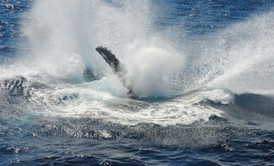Sydney Whale Watching Cruise with Breakfast or Lunch - Breakfast or lunch on the way out