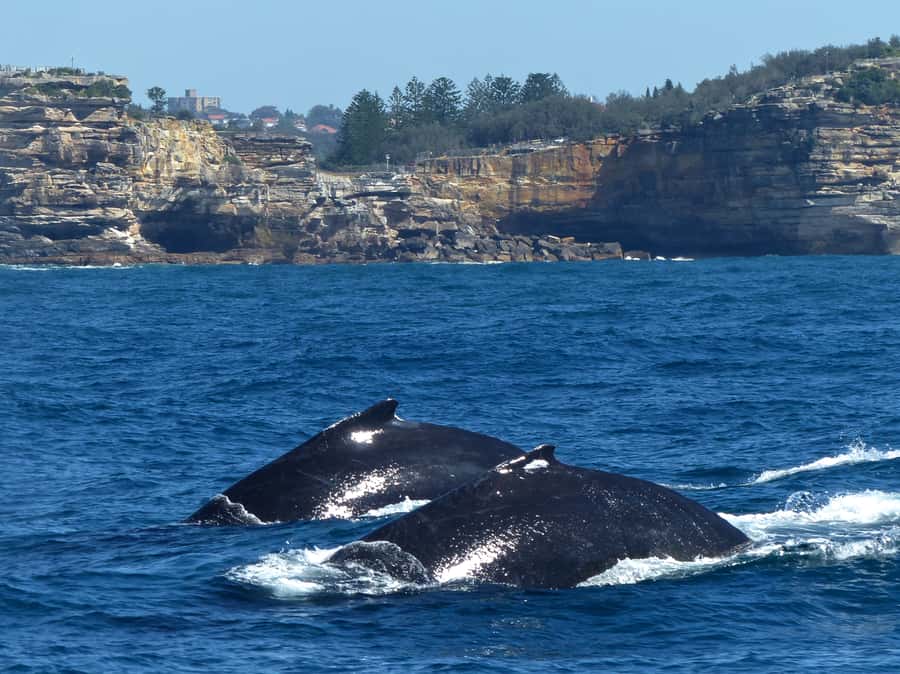 Sydney Whale Watching Cruise with Breakfast or Lunch - How much value do you get for $70?