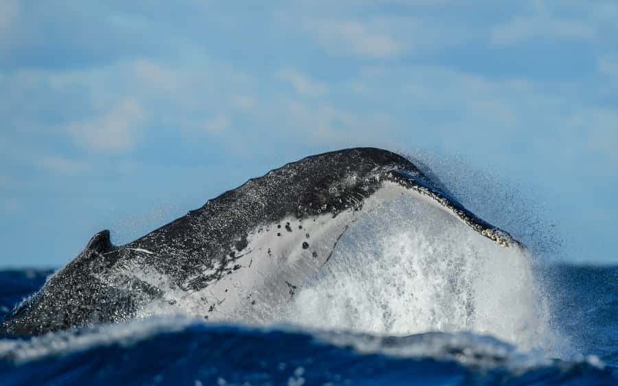 Sydney Whale Watching Cruise with Breakfast or Lunch - Who should book this cruise?