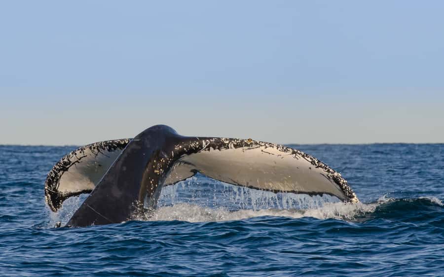 Sydney Whale Watching Cruise with Breakfast or Lunch - Passing Sydney Heads
