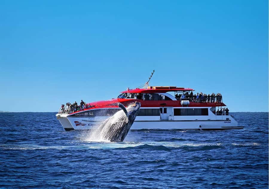 Sydney: Whale Watching & Wildlife Cruise - Key points before you book