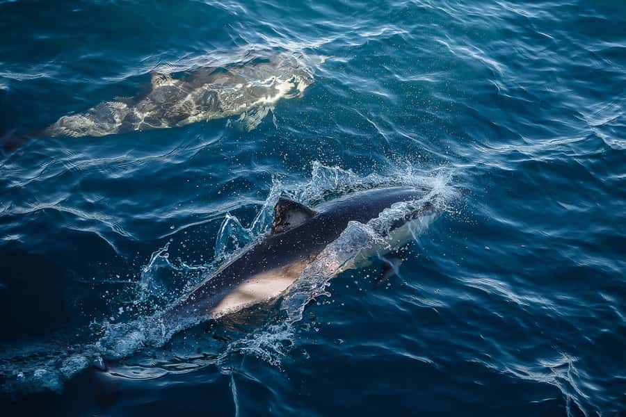 Sydney: Whale Watching & Wildlife Cruise - Should you book the Sydney whale cruise?