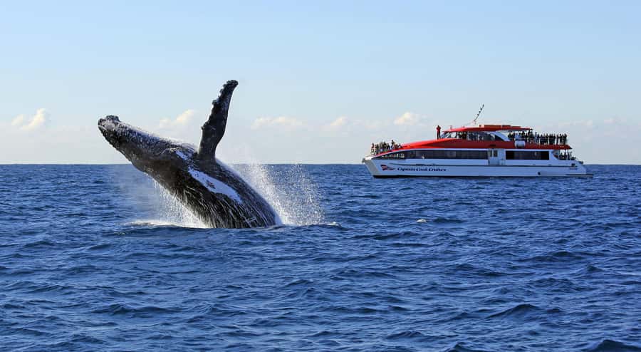 Sydney: Whale Watching & Wildlife Cruise - Finding humpbacks from May through November