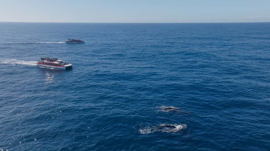 Sydney: Whale Watching & Wildlife Cruise - The views are part of the ticket