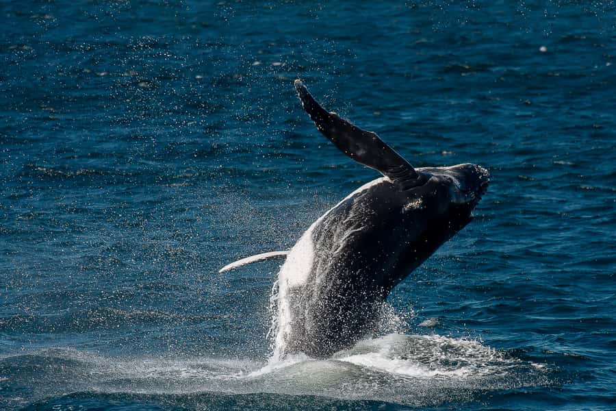 Sydney: Whale Watching & Wildlife Cruise - How the 150 minutes unfold