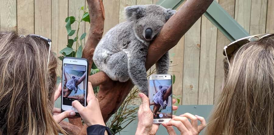 Sydney: Wildlife, Waterfalls and Wine Small Group Tour - Key points at a glance