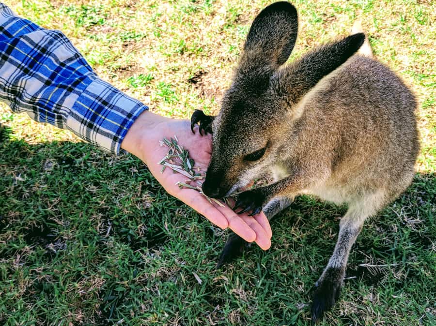 Sydney: Wildlife, Waterfalls and Wine Small Group Tour - Why this Sydney day trip works so well