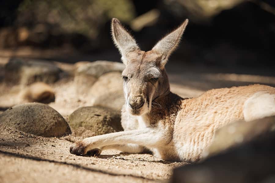 Taronga Zoo Aussie Backyard Adventure - Starting at Taronga Zoo’s main entrance