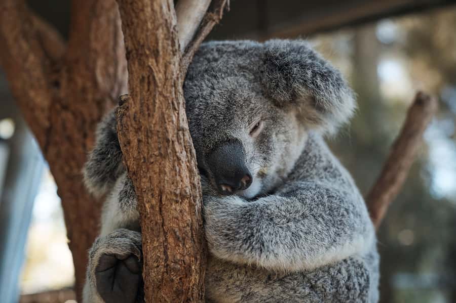 Taronga Zoo Aussie Backyard Adventure - Koalas without the misleading cuddle expectation