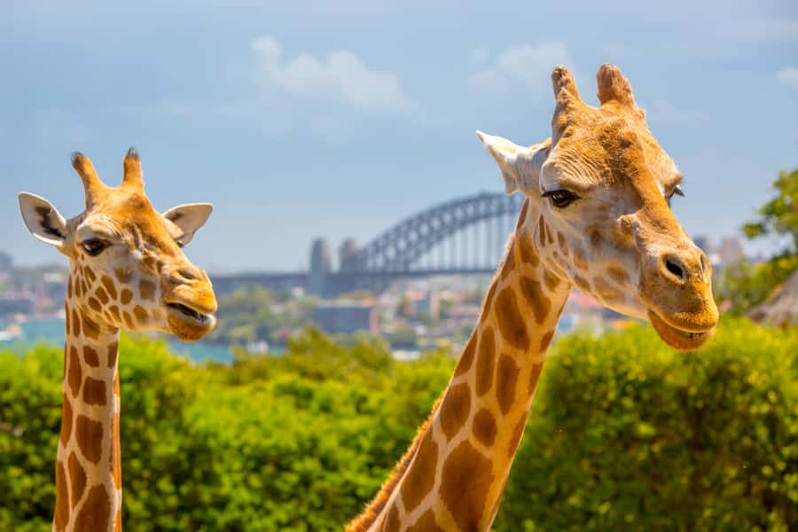 Taronga Zoo Aussie Backyard Adventure - A short walk with a lot of animal detail