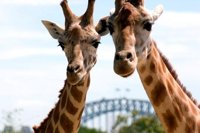 Taronga Zoo Entry & Return Ferry - Sydney Harbour - What you see inside the 10 themed areas