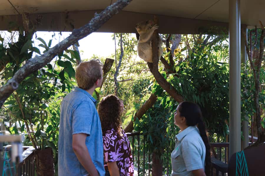 Taronga Zoo Sydney Wild Australia Experience - Why the Australian wildlife focus matters