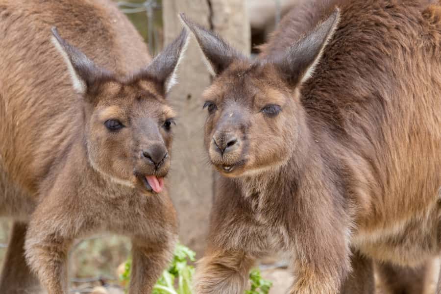 Taronga Zoo Sydney Wild Australia Experience - The koala encounter is the emotional centerpiece