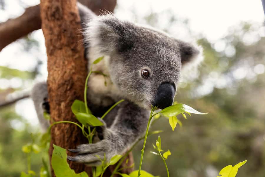 Taronga Zoo Sydney Wild Australia Experience - Two hours is short, but sensibly focused