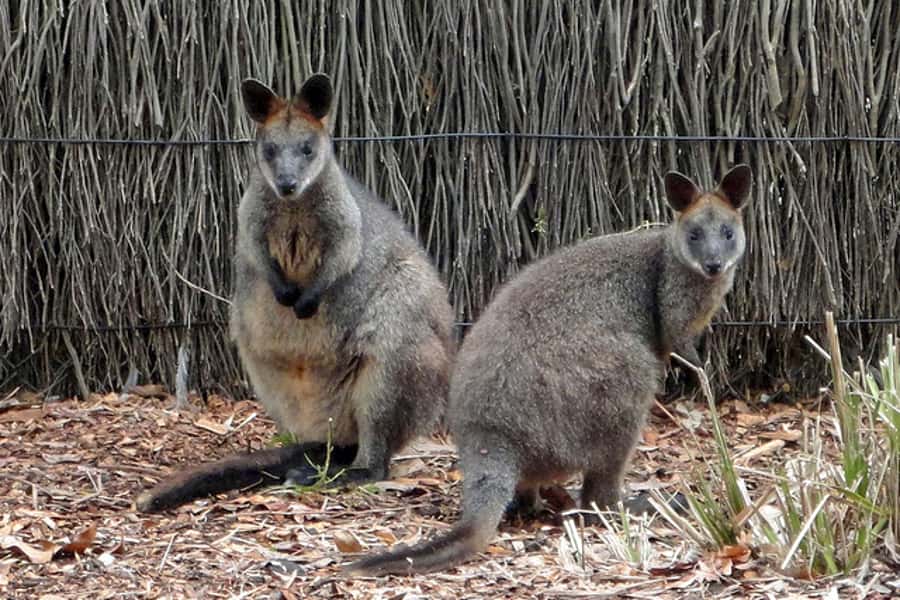 Taronga Zoo Sydney Wild Australia Experience - What the small group changes