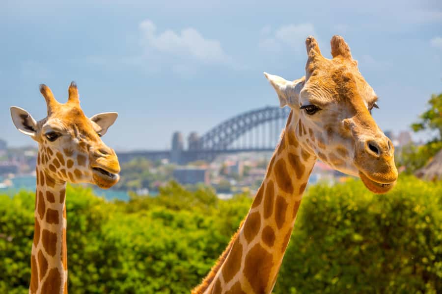 Taronga Zoo Sydney Wild Australia Experience - The working food kitchen gives you a staff-side view