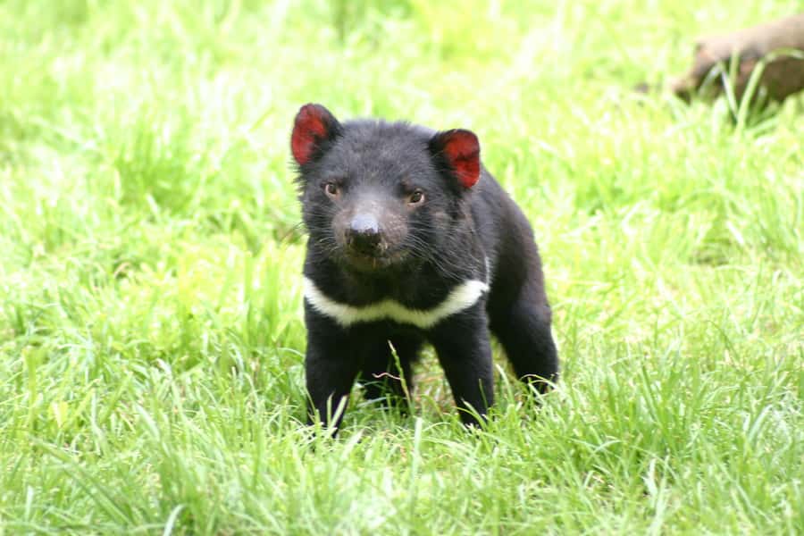 Tasman Peninsula Day Trip with Cruise & Devils from Hobart - Who should book this full-day outing?