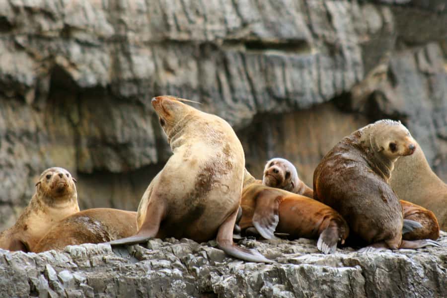 Tasman Peninsula Tour, Cruise & Port Arthur Historic Site - Why this Tasman Peninsula day works so well