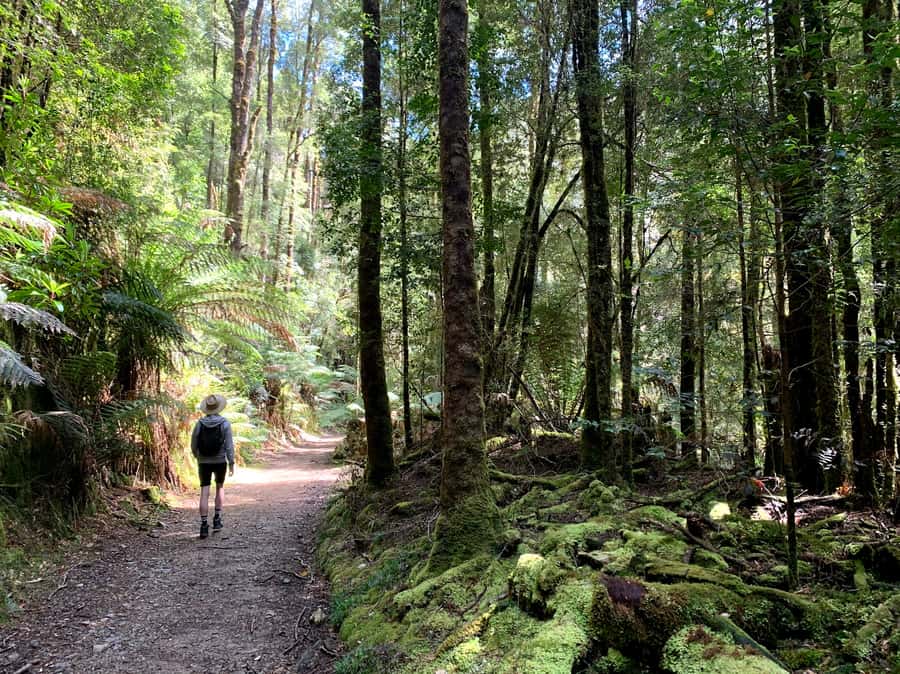 Tasmania: 7-Day West to East Tour - Day 3: Cradle Mountain and the road to Launceston