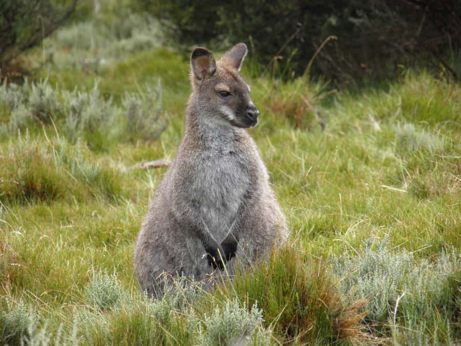 Tasmania: Wilderness and Wildlife Guided 6-Day Tour - Who will enjoy this tour most