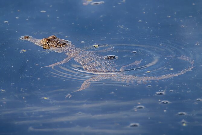 The Croc Bus to the Famous Jumping Crocodile Cruise - Guides, jokes, and the value of local commentary