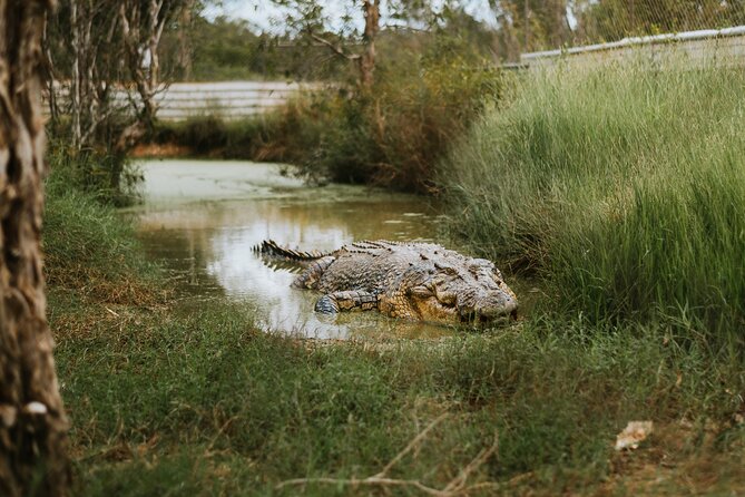 Top End Safari Camp Day Tour - Watching rescued crocodiles up close