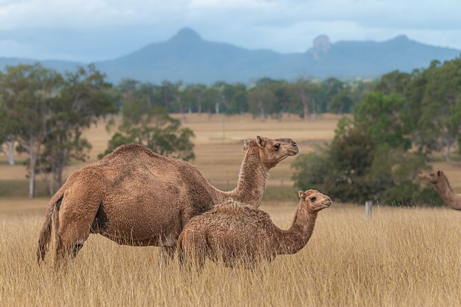 Tour, Taste & Camel Encounter - The tasting: milk, cheese, gelato, and a camelchino