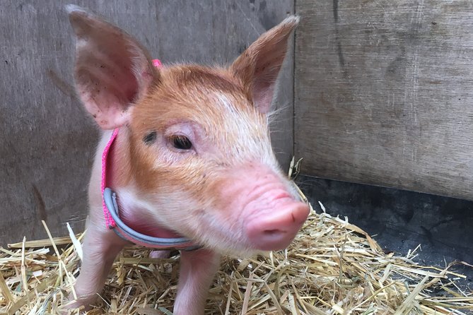 Trevena Glen 1hr Animal Tour - Meeting the animals at Trevena Glen Farm