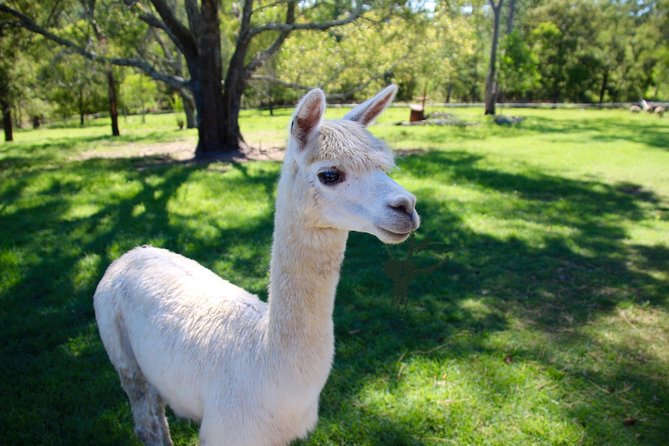 Trevena Glen 1hr Animal Tour - Why the small group size matters