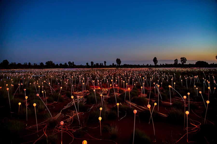 Uluru: Field of Light Sunrise Tour with Hot Drinks - Should you book the Field of Light sunrise tour?