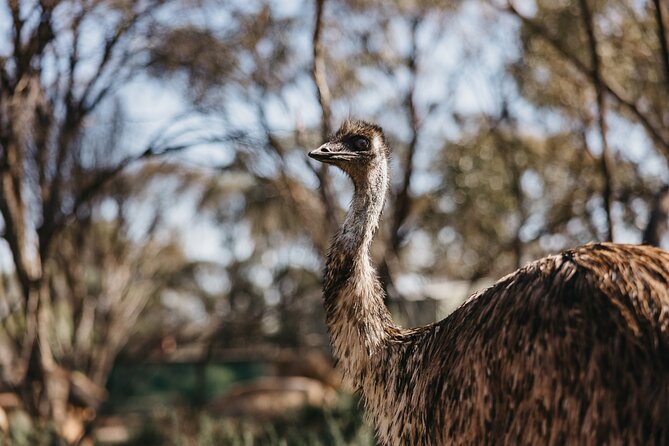 Wave Rock, York and Aboriginal Cultural Day Tour from Perth - Mulka’s Cave connects geology with Aboriginal tradition