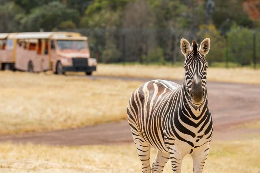 Werribee Open Range Zoo: Entry Ticket - Should you book Werribee Open Range Zoo?