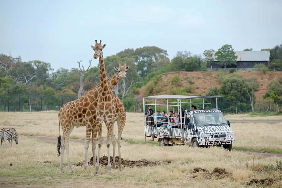 Werribee Open Range Zoo: Entry Ticket - Why the safari ride deserves first place