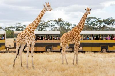 Werribee Open Range Zoo: Entry Ticket