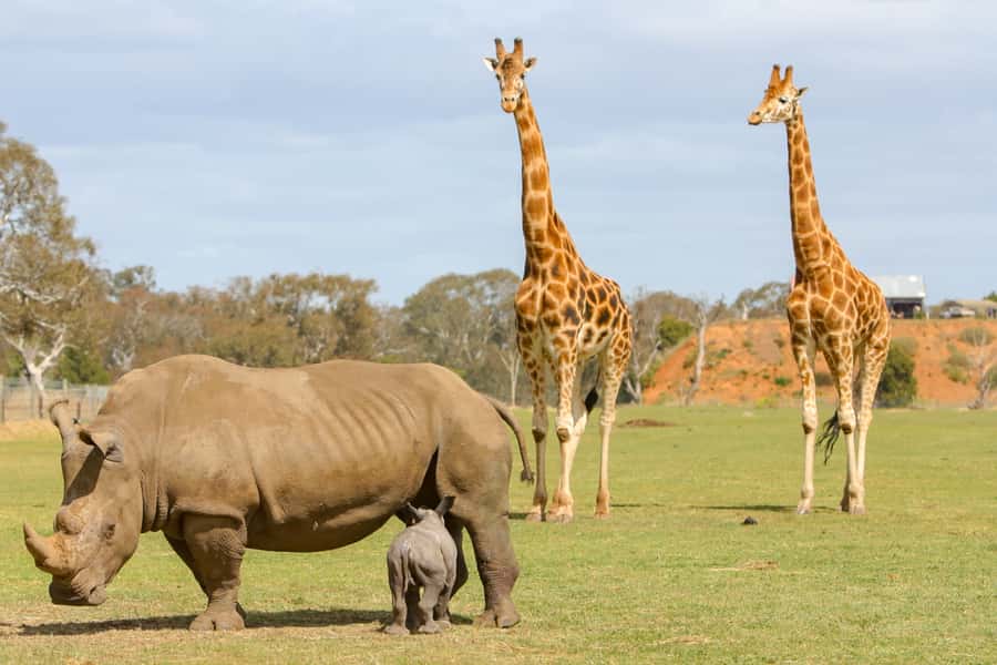Werribee Open Range Zoo: Entry Ticket - A full day without a rushed route