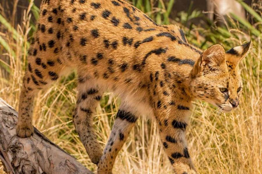 Werribee Open Range Zoo: Entry Ticket - Food, picnics, and the cost of a day out